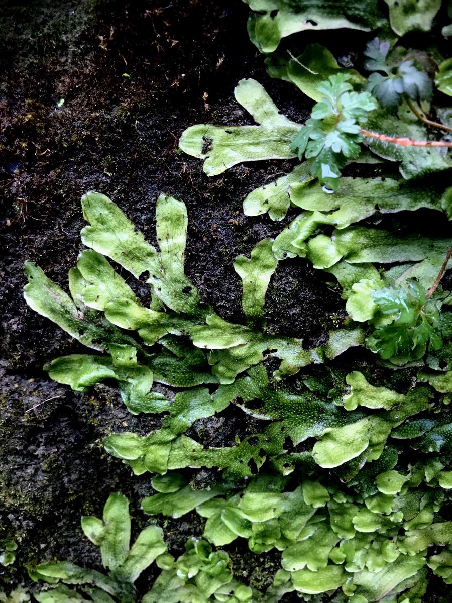 Today was much better than yesterday. So much growing and emerging after the rain.Impressive liverwortequally impressive jelly earmy first wood anemone of the year[thread] #NatureGoesOn