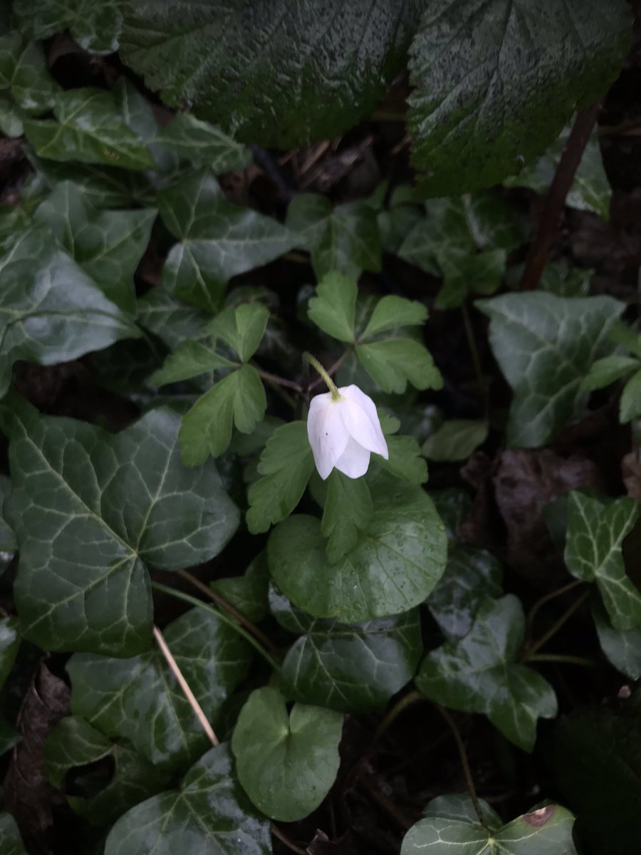 Today was much better than yesterday. So much growing and emerging after the rain.Impressive liverwortequally impressive jelly earmy first wood anemone of the year[thread] #NatureGoesOn