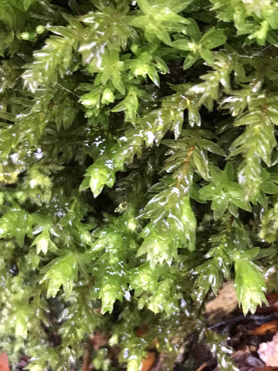 Such delicate blossomProlific lichen twigWet moss & tufty moss