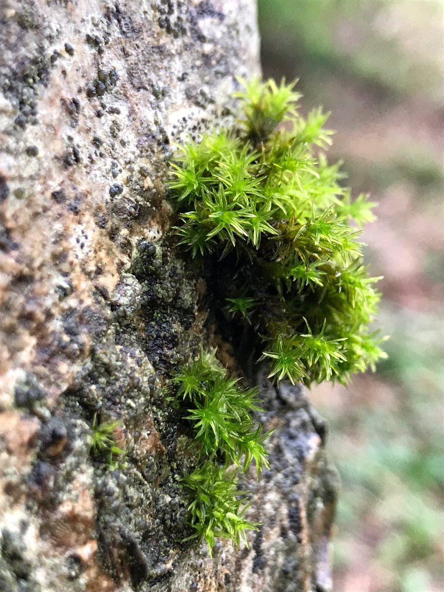 Such delicate blossomProlific lichen twigWet moss & tufty moss