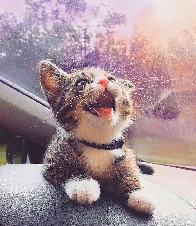 KittyOfTheDay's tweet photo. 😻😻😻😻
#cats #catlovers #CatsOfTwitter #kittycat #CatsOnTwitter #FelineFriday https://t.co/lEUBbYcVZt