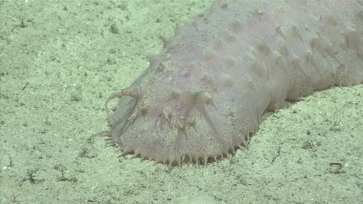DeepSeaImage's tweet image. This pink sea cucumber (Holothuria) was spotted during Dive 09 of the 2019 Southeastern U.S. Deep-sea Exploration 😍
📷NOAA
#deepsea #MarineLife #seacucumber #holothurians