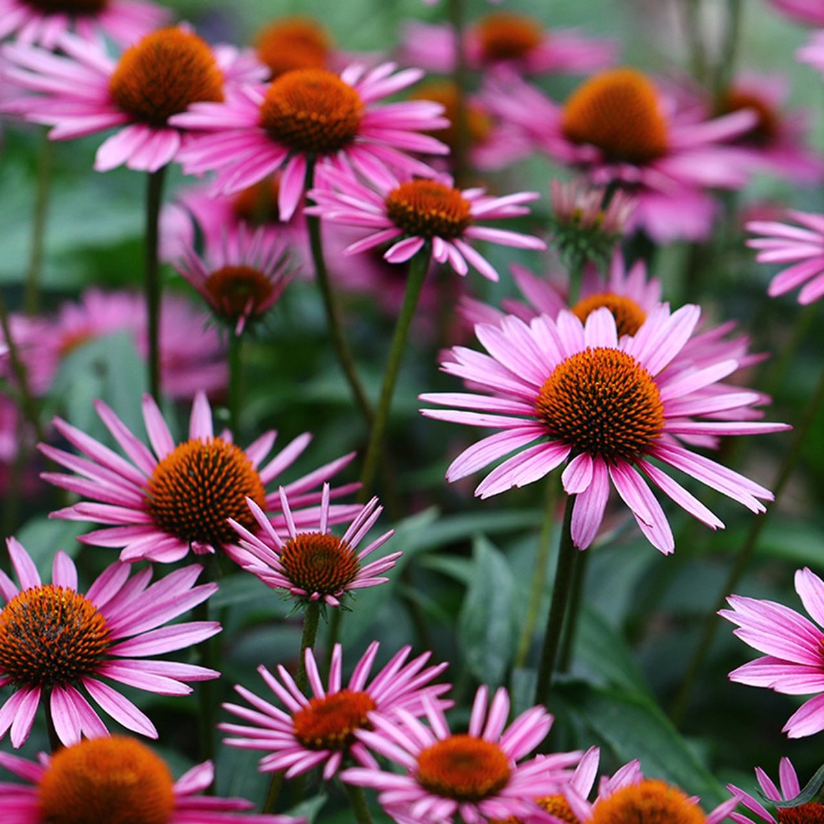 草木のこと A Twitter Echinacea Purpurea ムラサキバレンギク 北アメリカ原産のキク科多年草 仰け反るように咲く姿からコーンフラワーと呼ばれる エキナセアの名前でハーブとして知る人も多いと思う 免疫力の向上に効果があると言われるが 花粉症やアトピー性皮膚