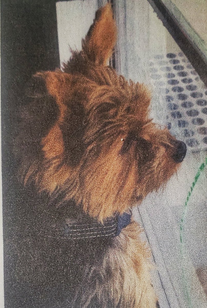 kamicland's tweet photo. Austin - University Hills area...Our 9yr old yorkie, Gus, got out this afternoon. Last seen near Tampa Cove and Loyola. About 5lbs, brown and black, wearing multi-colored striped collar. https://t.co/4vLUXIZGQ2