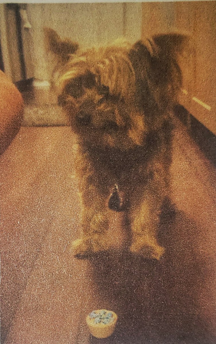 kamicland's tweet photo. Austin - University Hills area...Our 9yr old yorkie, Gus, got out this afternoon. Last seen near Tampa Cove and Loyola. About 5lbs, brown and black, wearing multi-colored striped collar. https://t.co/4vLUXIZGQ2