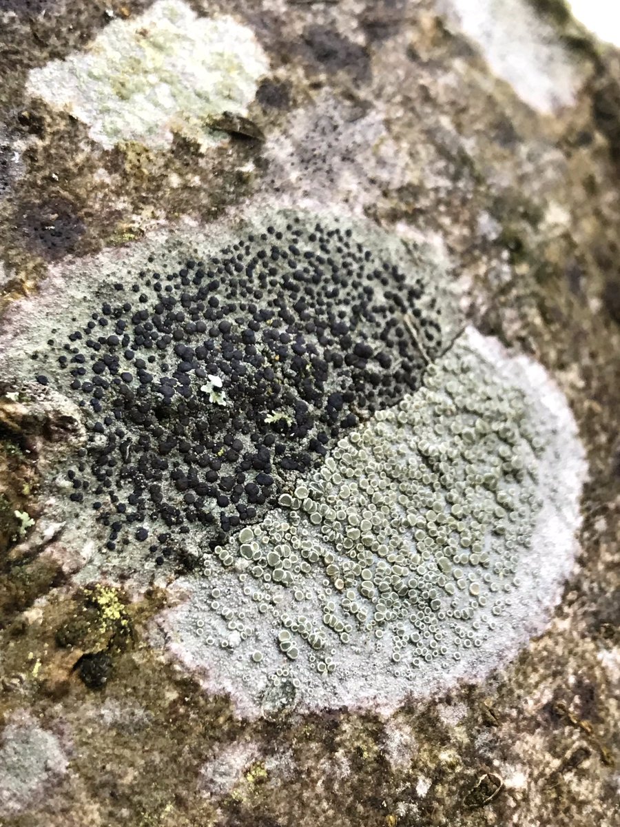 Two mysteries:Lichen impasseEgg??