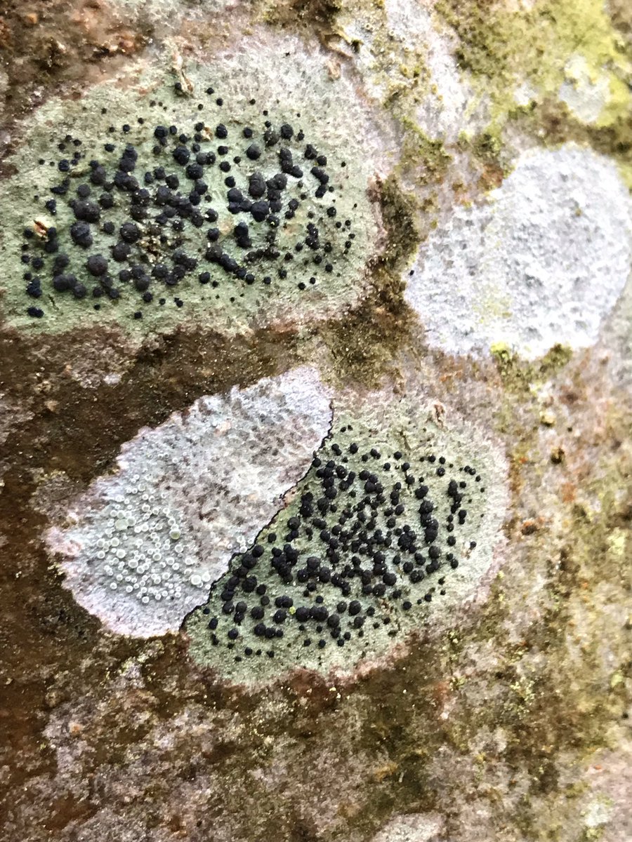 Two mysteries:Lichen impasseEgg??