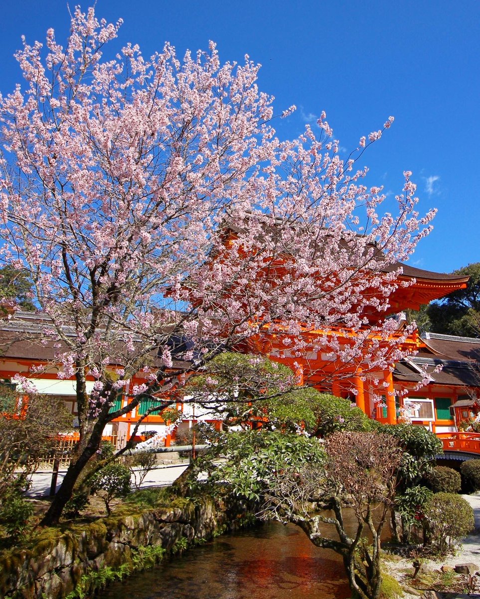Japan_In_Image's tweet photo. Kamigamo shrine 🌸
📷Chitaka45
#japan #japantravel #Kyoto #shrine #sakura #cherryblossom https://t.co/4Qi0Q3EqVS