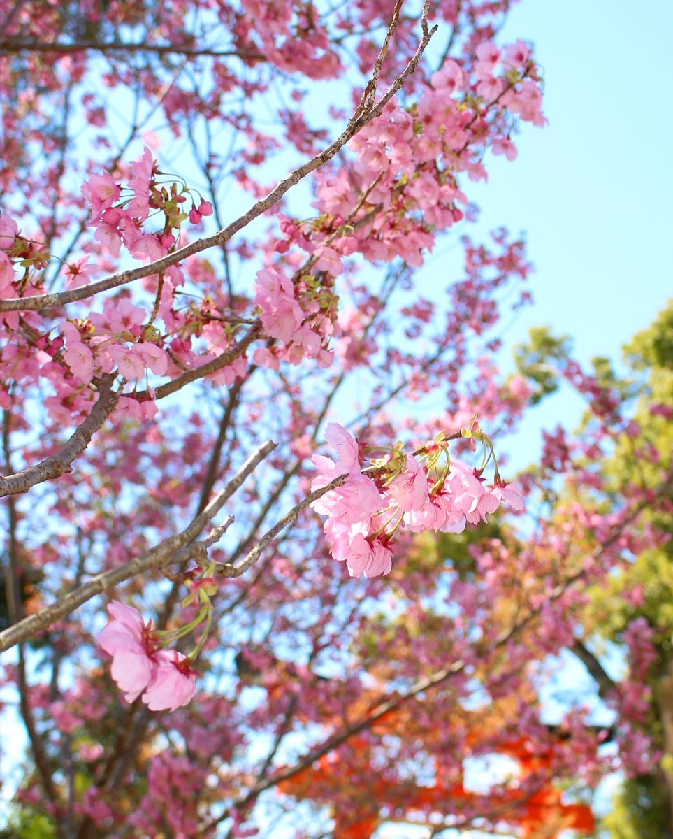 Japan_In_Image's tweet photo. Kamigamo shrine 🌸
📷Chitaka45
#japan #japantravel #Kyoto #shrine #sakura #cherryblossom https://t.co/4Qi0Q3EqVS