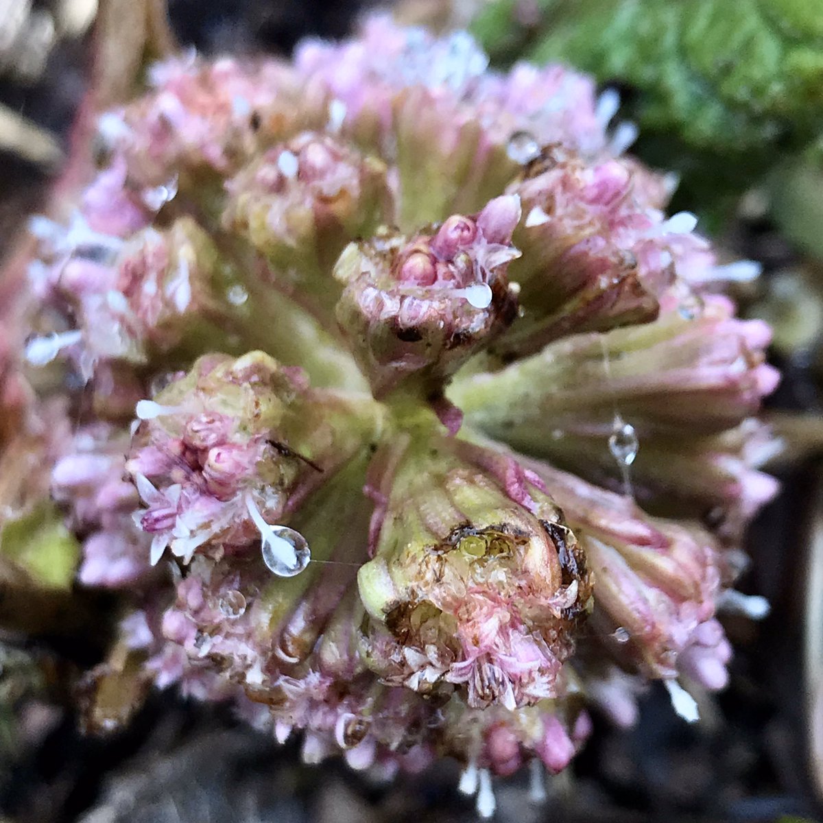 More  #NatureGoesOn My first butterbur of the year makes a perfect tiny bouquet