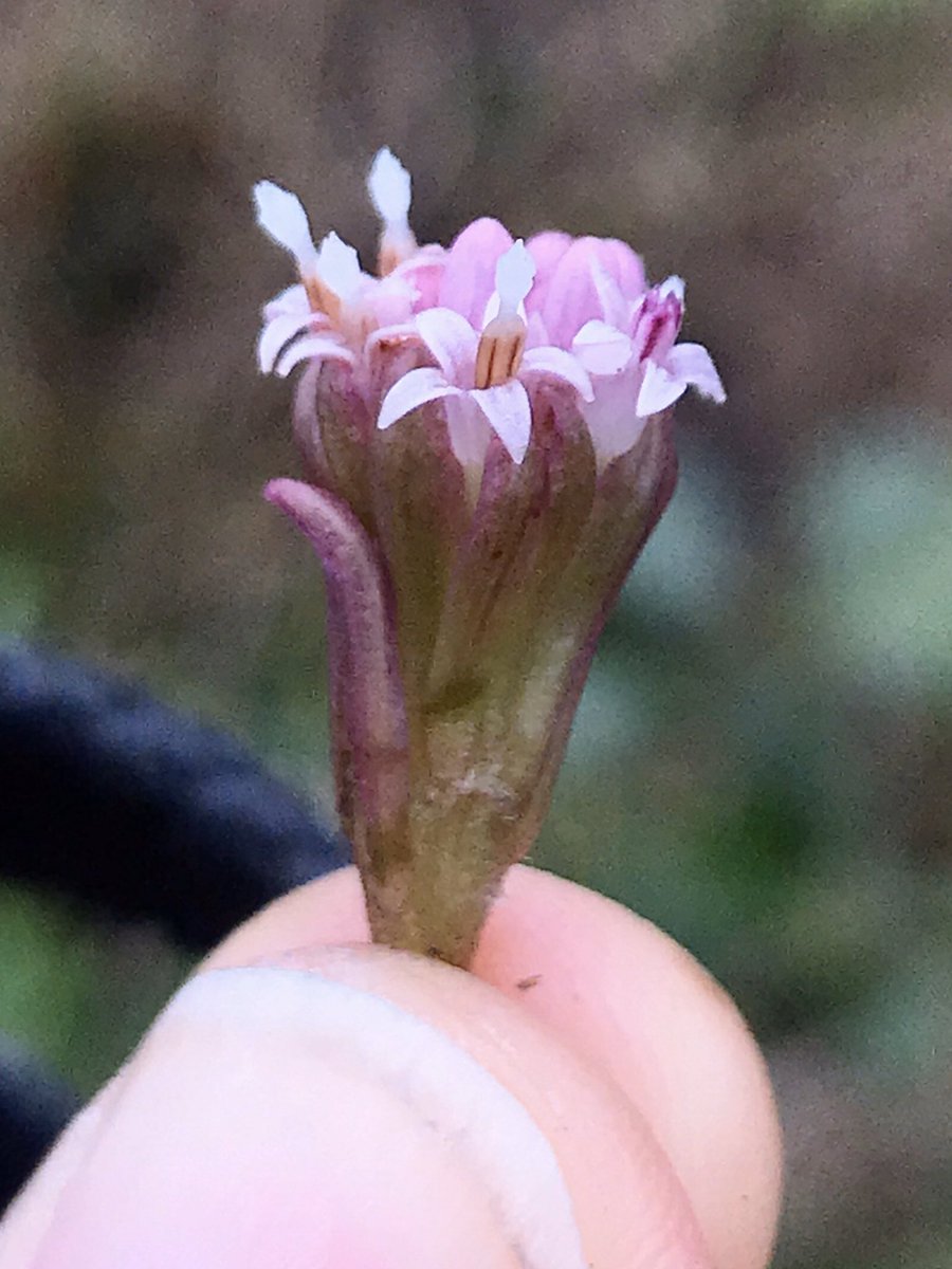 More  #NatureGoesOn My first butterbur of the year makes a perfect tiny bouquet