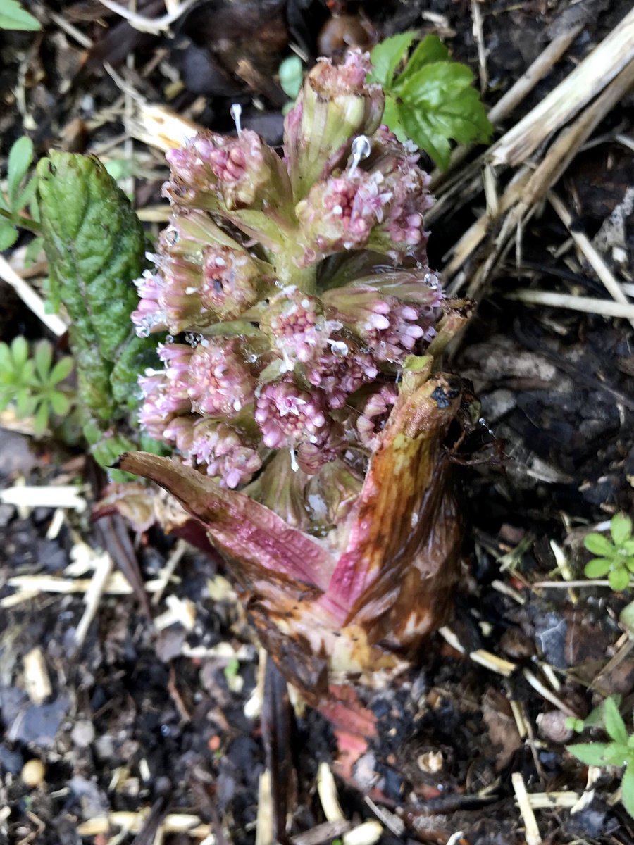 More  #NatureGoesOn My first butterbur of the year makes a perfect tiny bouquet
