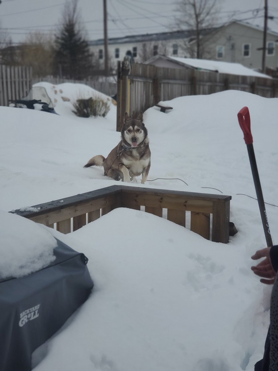 holliejayne3's tweet photo. Loves to play in the snow ๐๐พ๐
#husky #thor #momsmut #thoreo #Thorasaurus #DogsofTwittter https://t.co/IrTqIMLejH