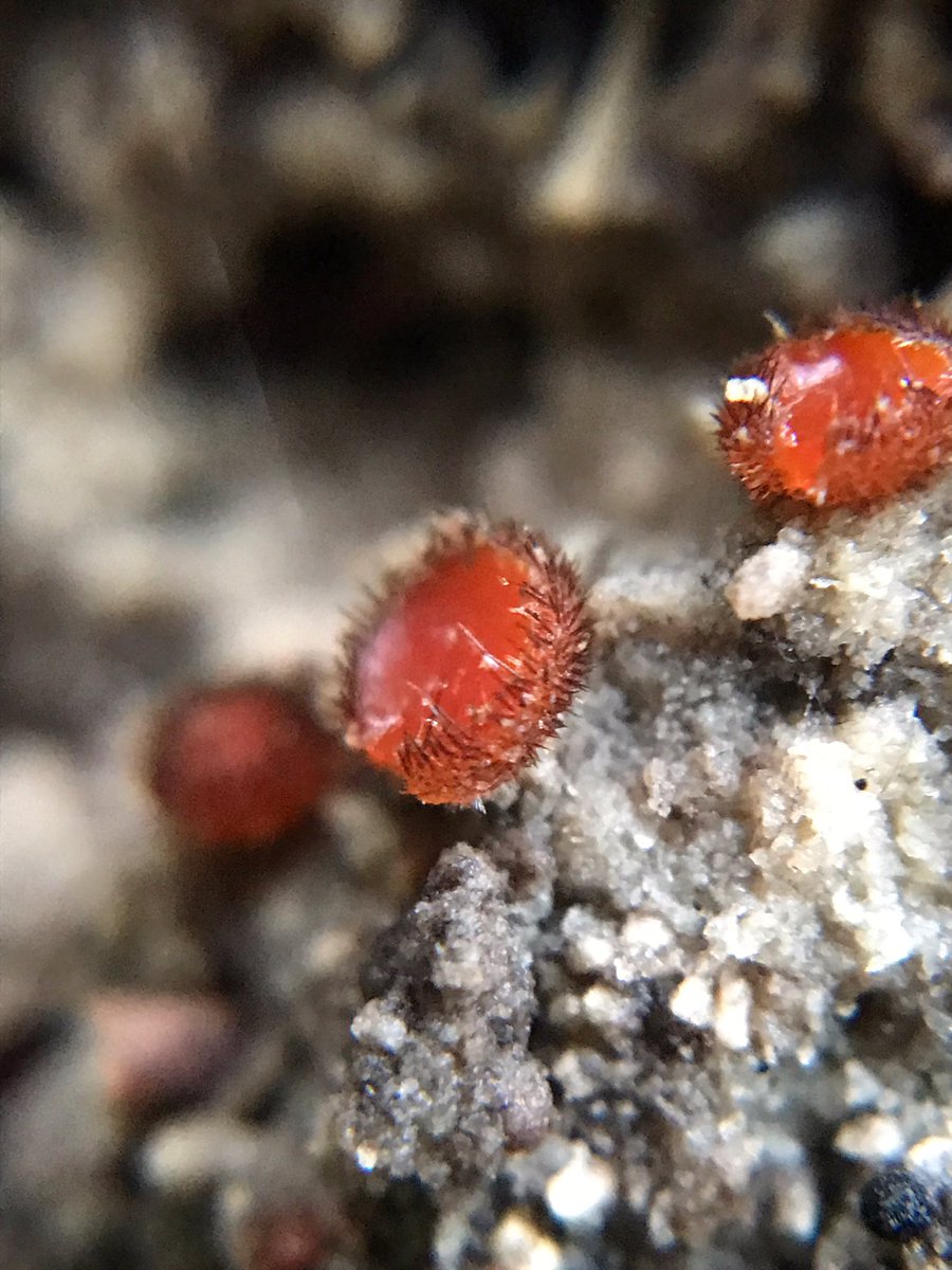 *ABSOLUTE HIGHLIGHT* of today: eyelash fungus!!Look how smol and strange