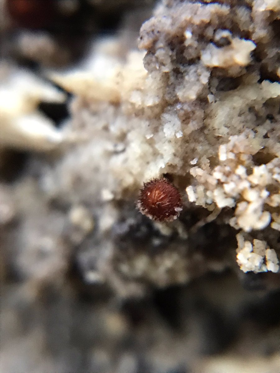 *ABSOLUTE HIGHLIGHT* of today: eyelash fungus!!Look how smol and strange