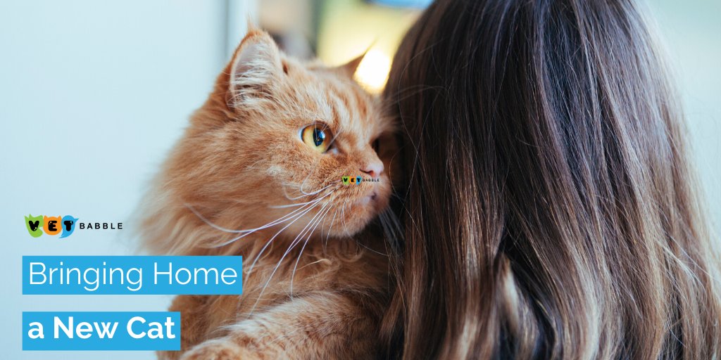 VetBabble's tweet photo. Are you ready for the #arrival of your #newcat? 😻First you're going to need to set up your home with a few essential items. And make sure that you have a clean, safe and welcoming environment for your new best friend.

https://t.co/pUfXoB1CTi https://t.co/E15sOa14Sy
