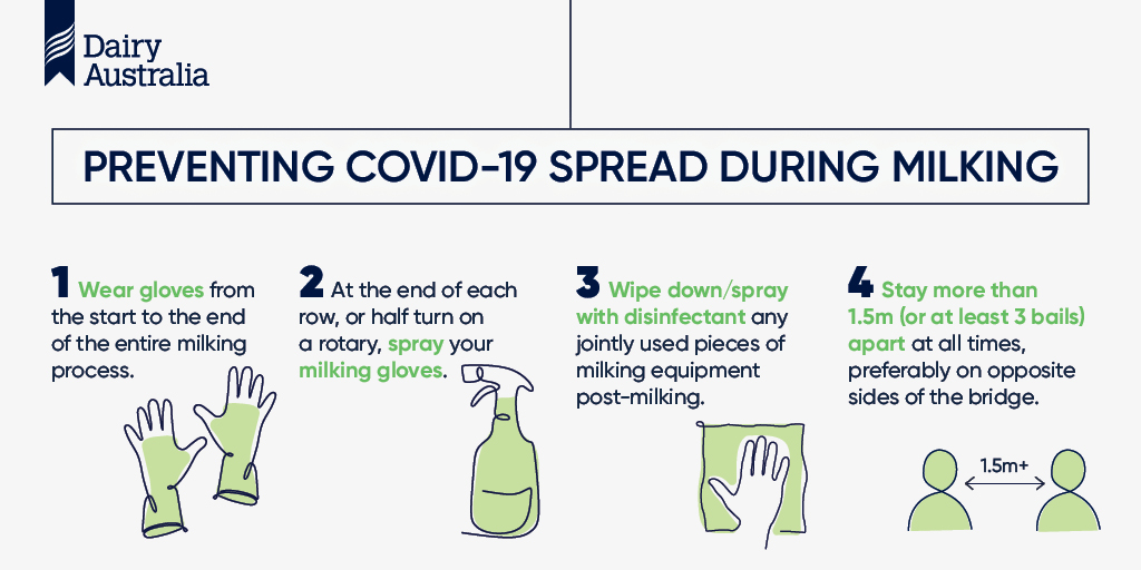 To keep people on farm safe and well, it’s important to follow the recommended COVID-19 hygiene procedures. Consider these practical tips for preventing the spread of COVID-19 during milking. Access the latest information, including posters for on-farm: dairyaustralia.com.au/c19