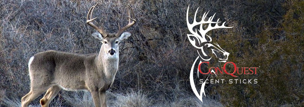 DeerGearTV's tweet photo. Locate and Harvest the Dominant Buck in Your Area!
@ConQuest_Scents #scrapemaker #conquestscents #bigbucks #hunting
https://t.co/DH2DJnNKoZ https://t.co/wcHos2fcGj