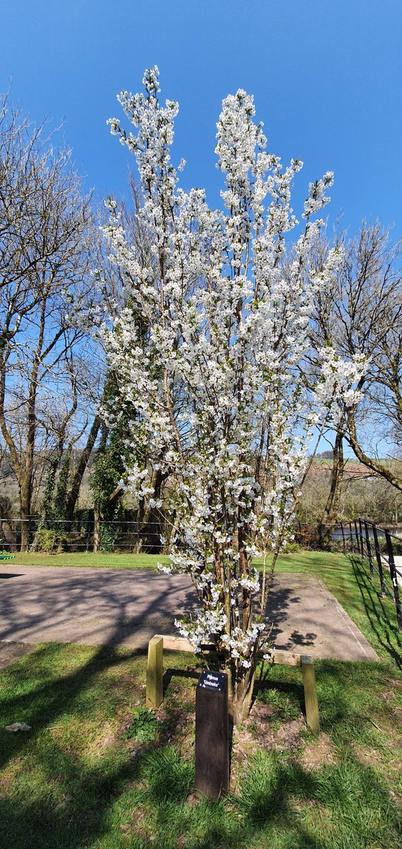 DouglasSt_CCFET's tweet photo. #Bright #Spring #Sunshine #BallincolligRegionalPark #Cork @bcollignews @bcolligparkrun @CorkHealthyCity @CorkETB @DenisLeamy @ThisisFet @SOLASFET @BallincolligY @BallincolligTT @EoinBearla @BibiBaskin @elmarie96 @PaulaCogan1 @pure_cork @ConciergeCJohn @torban69 Photos: T. Cadogan https://t.co/20gYQY2gqN