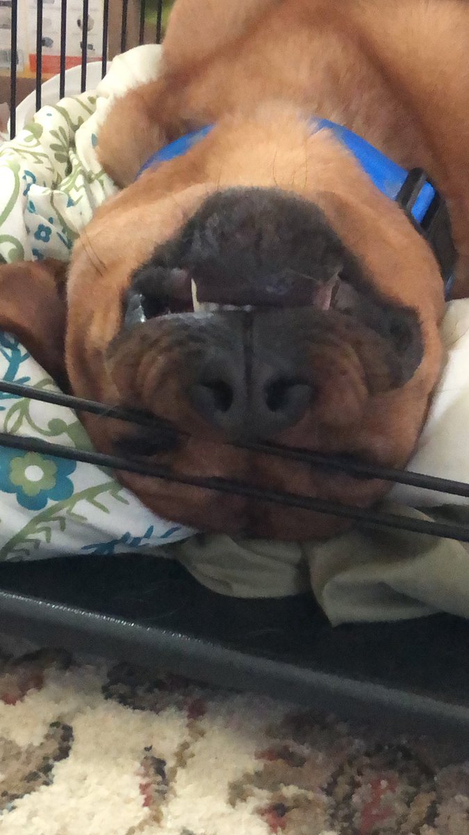 ColliervilleAS's tweet photo. @ImaSteelersGirl Excellent question! I like to chew my bed and blankets, so to keep me from swallowing them, the shelter staff doesn’t give me any. (I prefer the floor anyway! When I was in a foster home I would lay in the floor more so than on the bed or on blankets!) 
(1/2) https://t.co/x6bLXMGflD