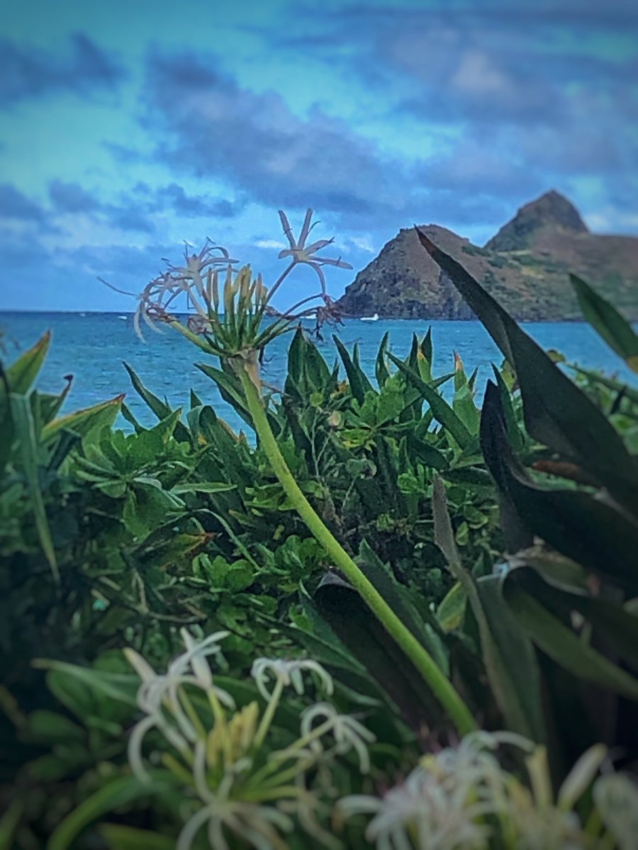 When “i” is replaced with “we”, even illness becomes #wellness—#MalcolmX. 
Time for continued unity against #COVID19. 
#FridayFeelings #AlohaFriday #AllInThisTogether