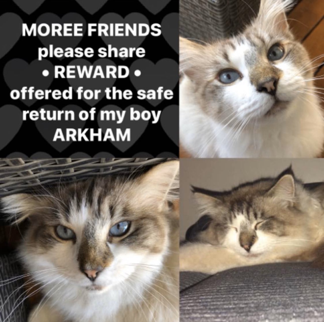 MissingPetFind's tweet photo. **MISSING** in Moree #australia since Friday 20th March. Ragdoll, male, desexed, big, white &amp; grey with blue eyes. Arkham is loved &amp; missed by owners. #ragdollcat #moree #moreensw #missingpetfinder #catsofaustralia #missingcat #ragdollcatsofinstagram https://t.co/Bvk7pSDrkC