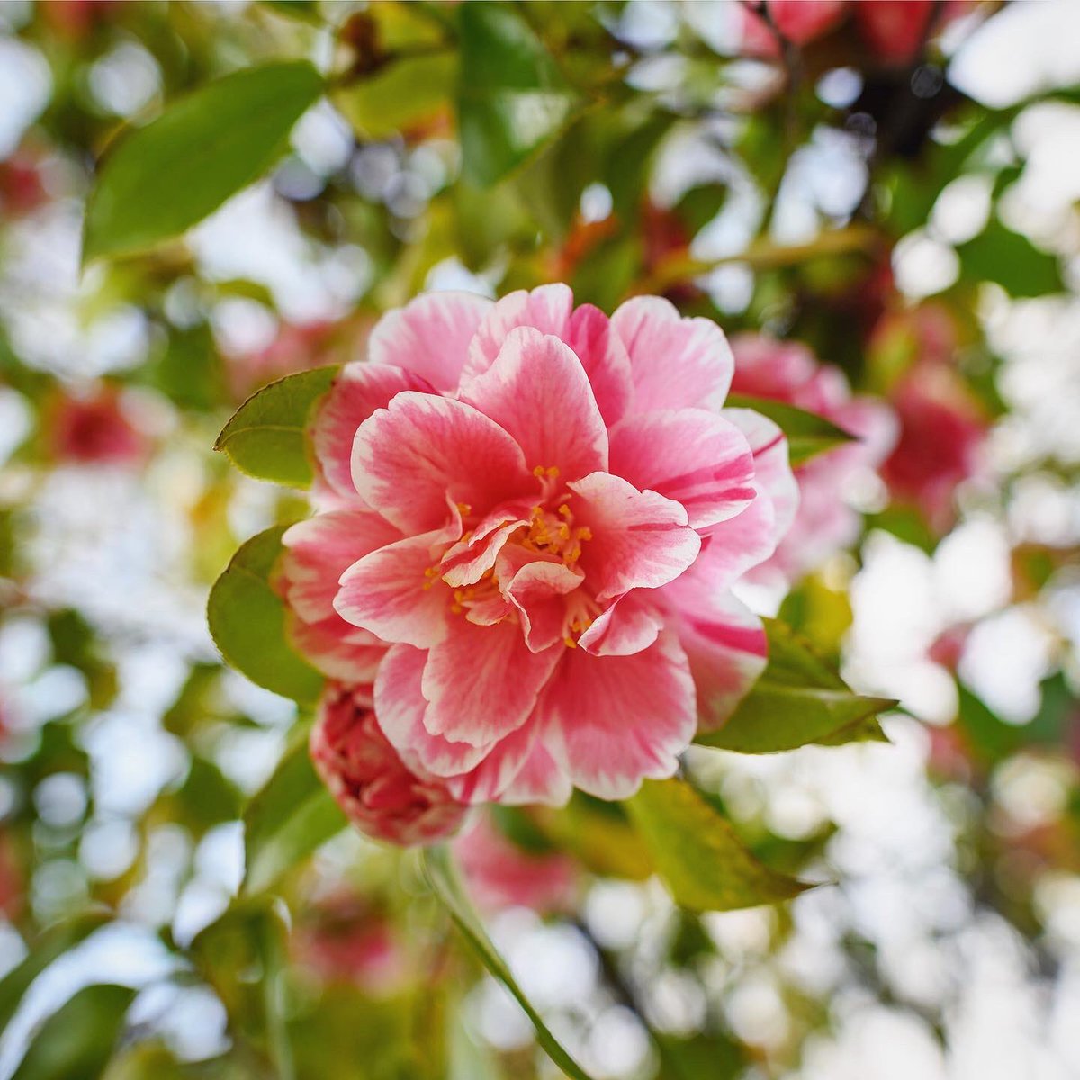 Jason Halley tweet media