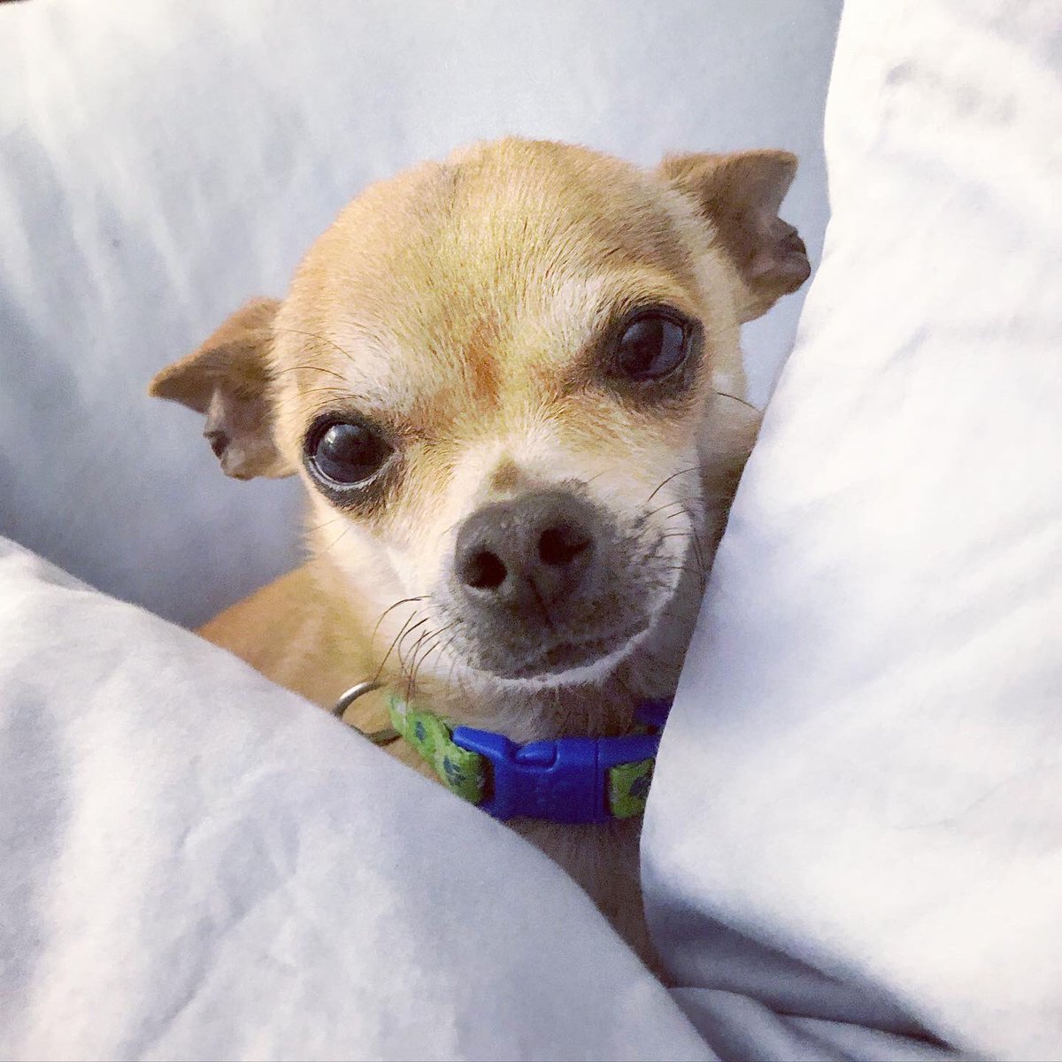 RanchoDoggo's tweet photo. Wing wants to remind you that #socialdistancing can be fun - if you take lots of naps as all of the #weepups are! Please take care everyone! We wish you all health, peace and love during this scary, chaotic time. #weewing #ranchodoggo #covıd19 #coronavirus #chihuahua #tinydogs https://t.co/UhWcYXgO1I