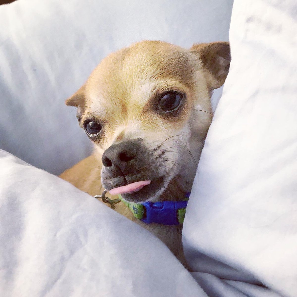 RanchoDoggo's tweet photo. Wing wants to remind you that #socialdistancing can be fun - if you take lots of naps as all of the #weepups are! Please take care everyone! We wish you all health, peace and love during this scary, chaotic time. #weewing #ranchodoggo #covıd19 #coronavirus #chihuahua #tinydogs https://t.co/UhWcYXgO1I