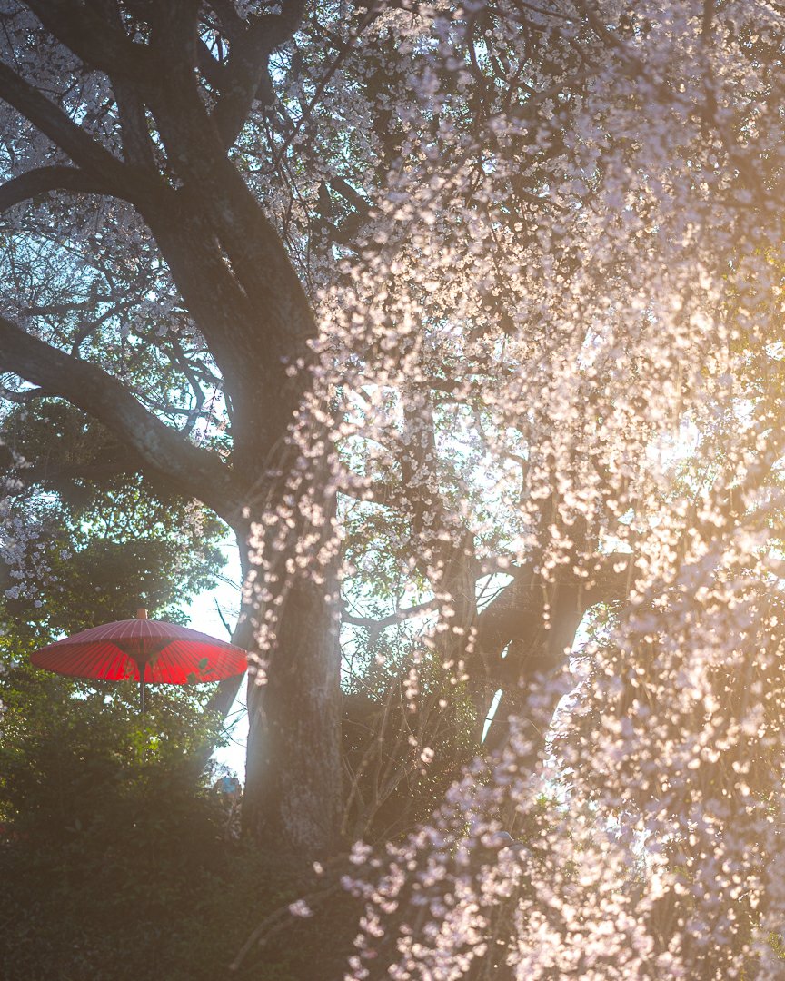 vedrahy's tweet photo. #しだれ桜 #さくら #桜 #身延桜 https://t.co/zVZTcwDpt7