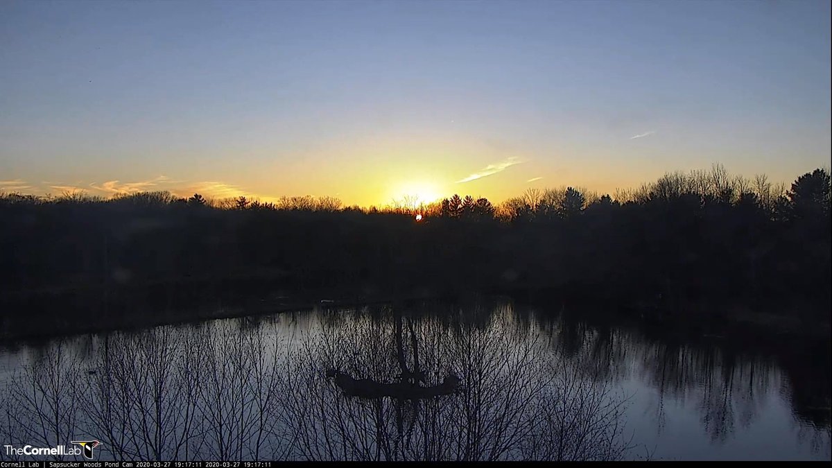 3/27/2020 19:19 EDT  Stay safe and healthy, everyone!  Good night!  #PondCam #BirdCams