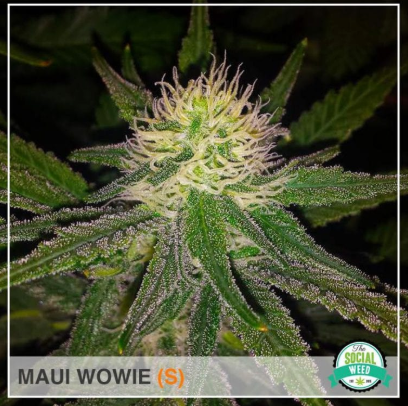 Maui Wowie was born on the island of Hawaii and has a THC level between 18-19% a CBD level of .05%. This strain is known for its tropical flavors and will have you feeling energetic and happy. These side effects may be all you need to get up and enjoy your day outside.