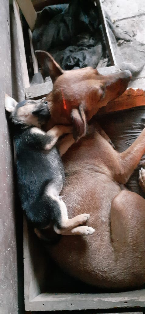 MarianoOses's tweet photo. Mini Pee busca su comodidad y sus hermanitos felices 🤣 https://t.co/roDa0EdRq8