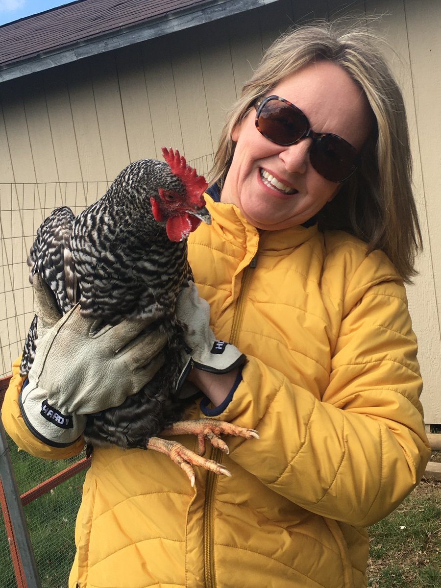 hcpss_aes's tweet photo. Mrs. Maisel collecting eggs from her "girls" wearing our school colors!  I love it! #aes2gether https://t.co/bWtHJ6Eq2Z