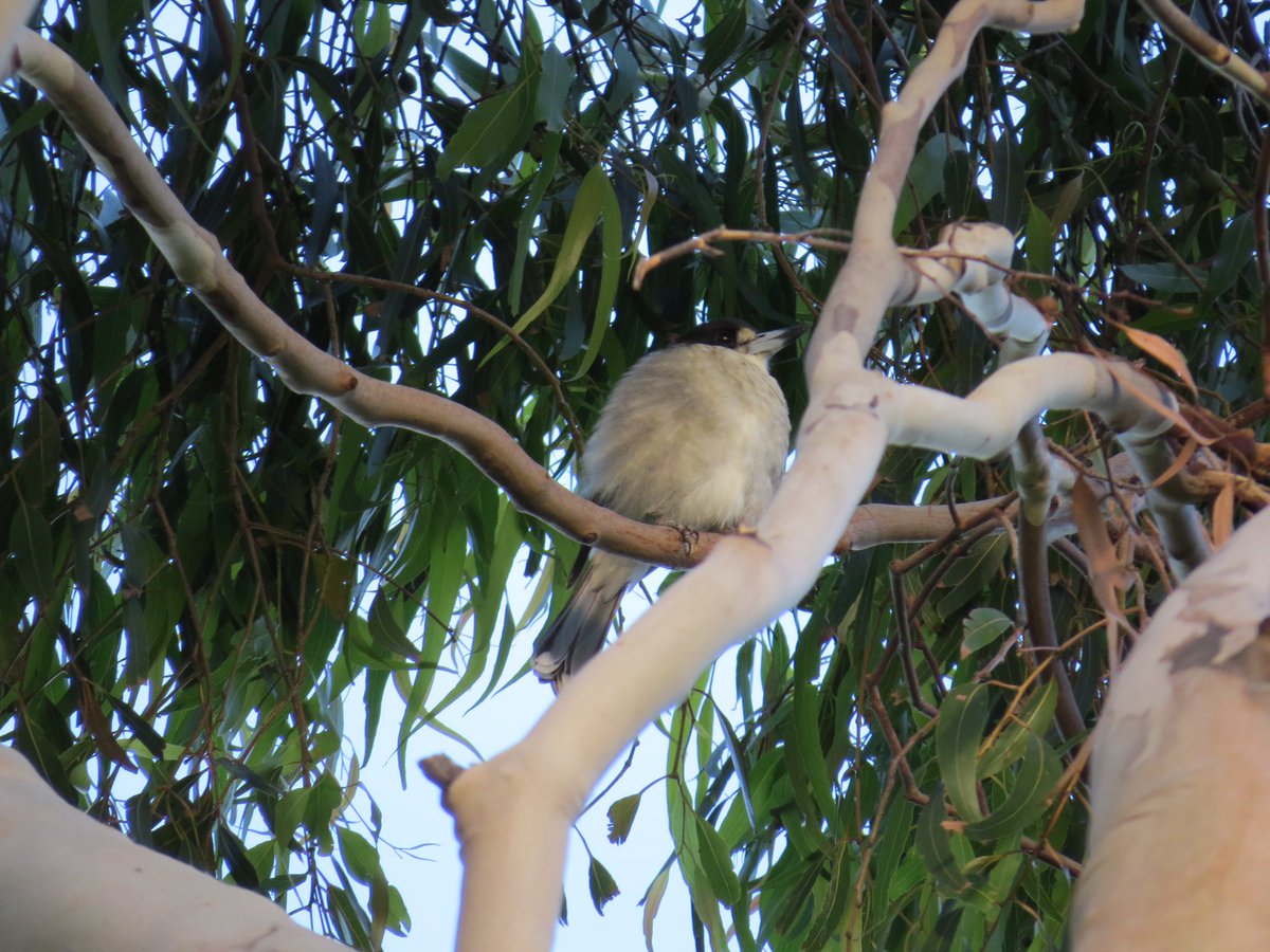 GPMooreEsq's tweet photo. #backyardbirds 

Free entertainment with one’s #BackyardCoffee https://t.co/6G8yNMcl4F