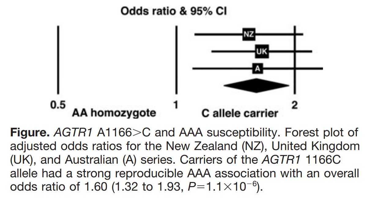 The Angiotensin II type 1 receptor 1166C polymorphism associated with abdominal aortic aneurysm in three independent cohorts"Genetic polymorphisms of the RAS have been implicated as potential susceptibility candidates in a variety of vascular disorders including...hypertension."