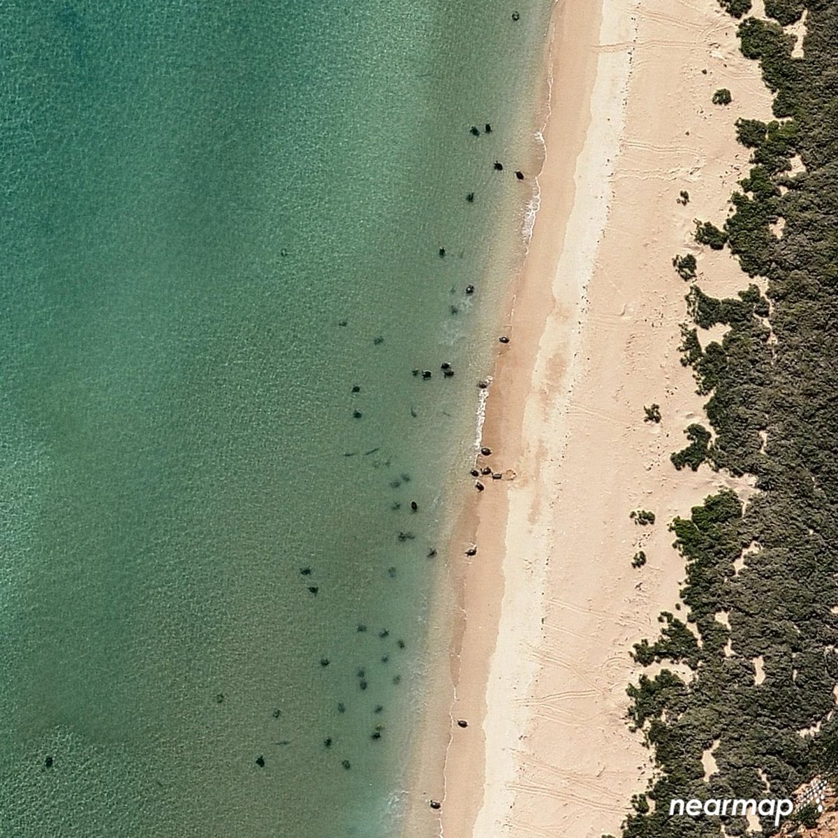 nearmap's tweet image. Wanted to send you off to your weekend with this sensational seaside #aerial capture of turtles 🐢 relaxing on the shores of #Australia! 
*
Learn more-> ow.ly/IZyu50yYcNA
