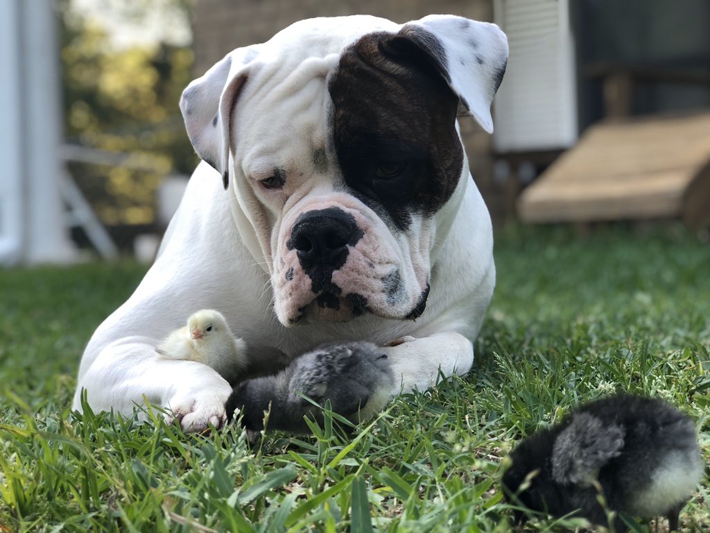soccerballn's tweet photo. For all those that need a smile! The “Gentle Giant” is the protector!!  
Now retweet to make another smile!
#americanbulldogs #setdog #doodlesofinstagram #producer #dogagent #dogsofinstagram #director #behindthescenes #stagemom #dogmodel #astarisborn #productioncompany https://t.co/SsTRxnqLnx