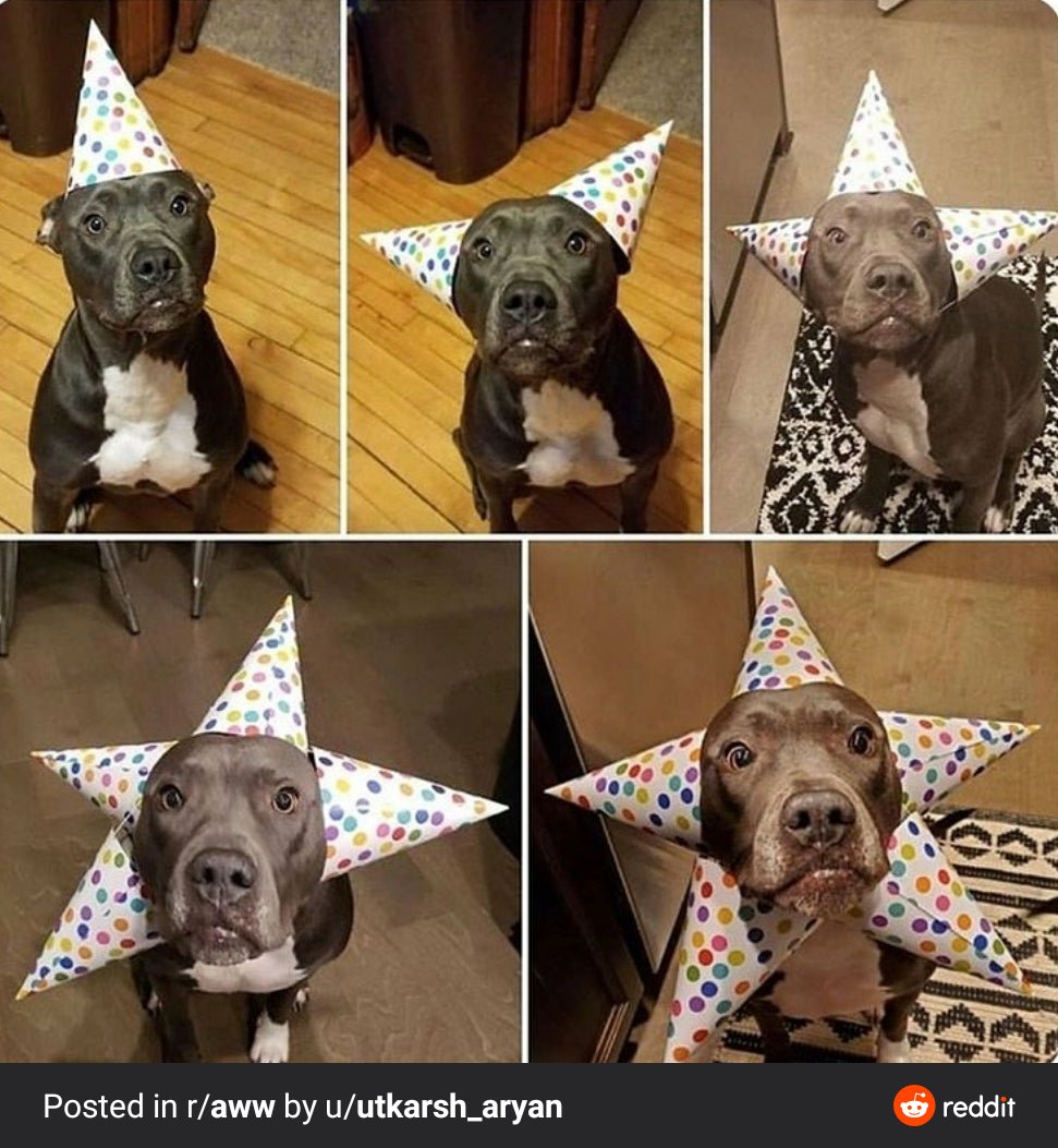 FizzySnap's tweet image. Just a happy photo! 
@reddit 
#doggo #StayHome #happydog