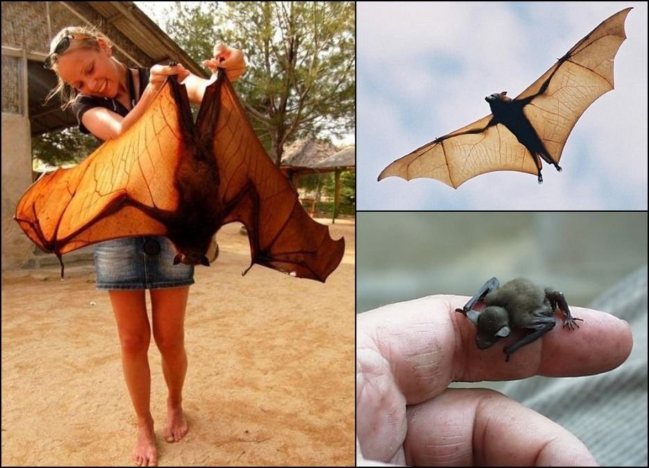 Megabats & Microbats are 2 types. Largest in size is d flying foxes whose wing spans to 2 metres. Smallest is bumblebee bat, weighs only 2 gms & its d world’s smallest mammal too! DYK, bats r more closely related to humans than they are to mice? Something to Ponder isn't it!!3+