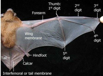 DYK!! Bats fly with their hands and not wings! Yes, it's the thin skin like structure that connects the five digits in the forearm to help the animal fly strong. While the legs help them to hold fruits and to cling upside down.