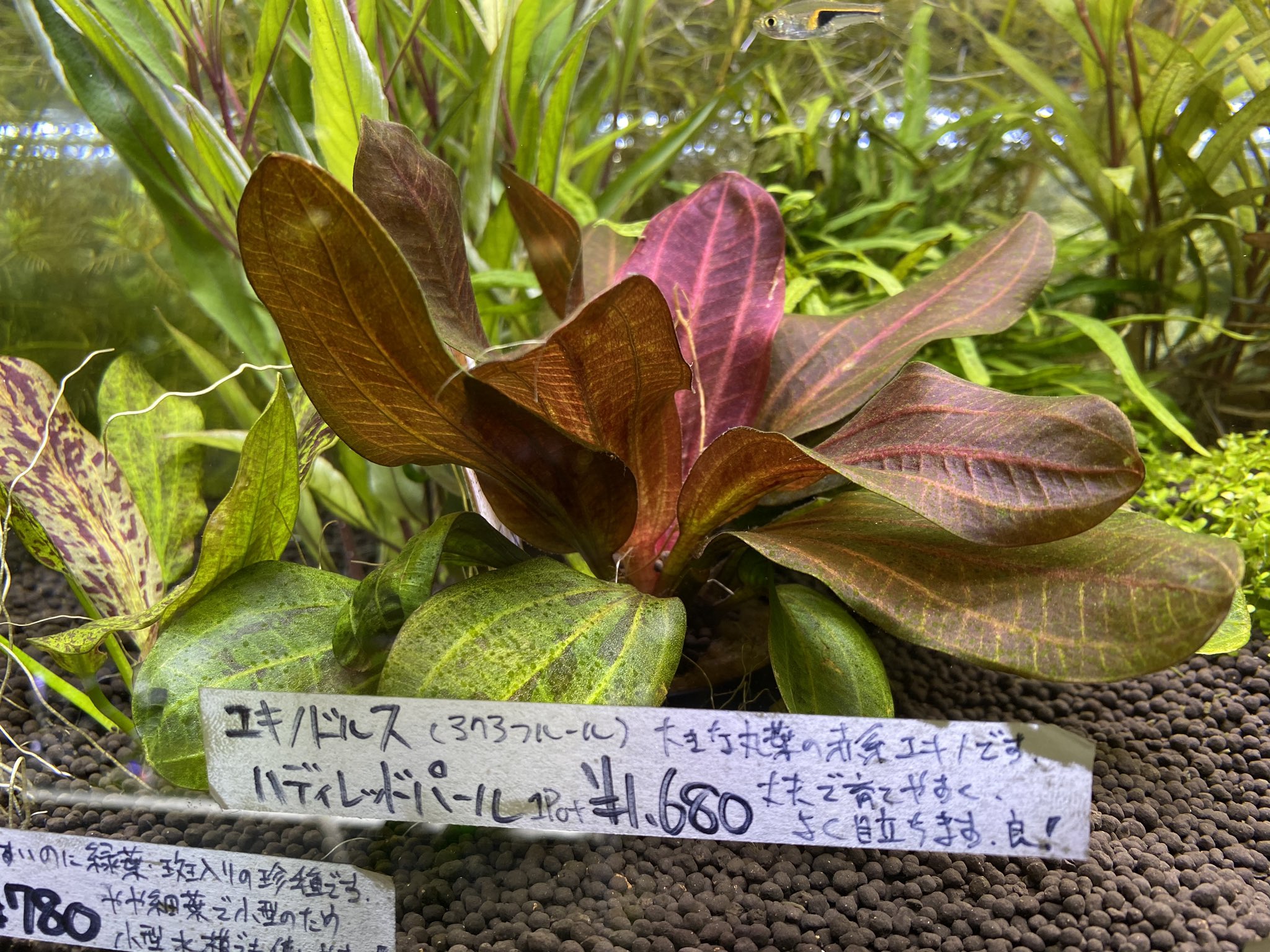 ま*な様 エキノドルス ホレマニー ブラッドレッド エキノドルス