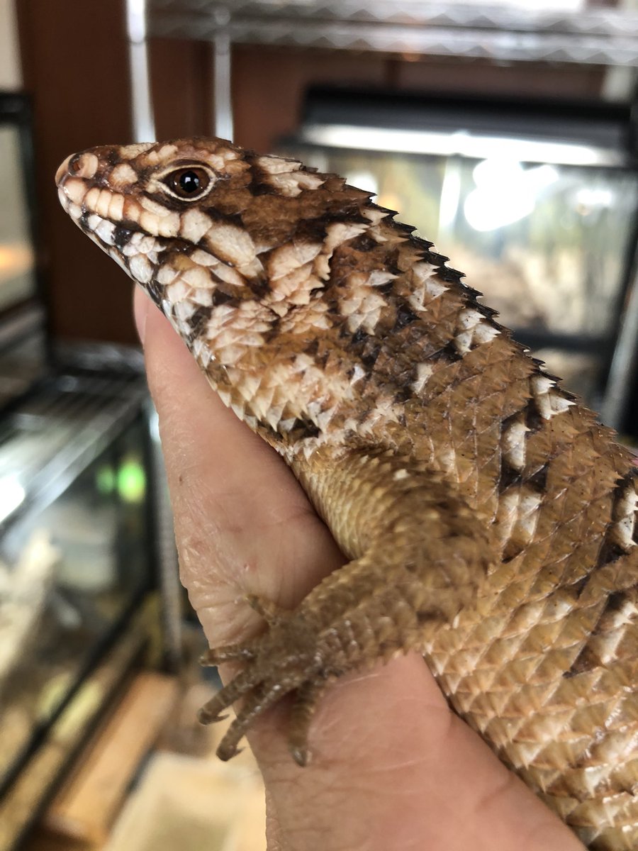 時々トカゲ adidas ZX 8000 Aqua from 2009🤌⁠ ⁠ 📸 @aidan303⁠ ⁠ #adidas