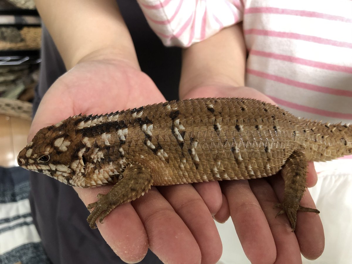 EUK6pekUYAAlYAv.jpg?format=jpg