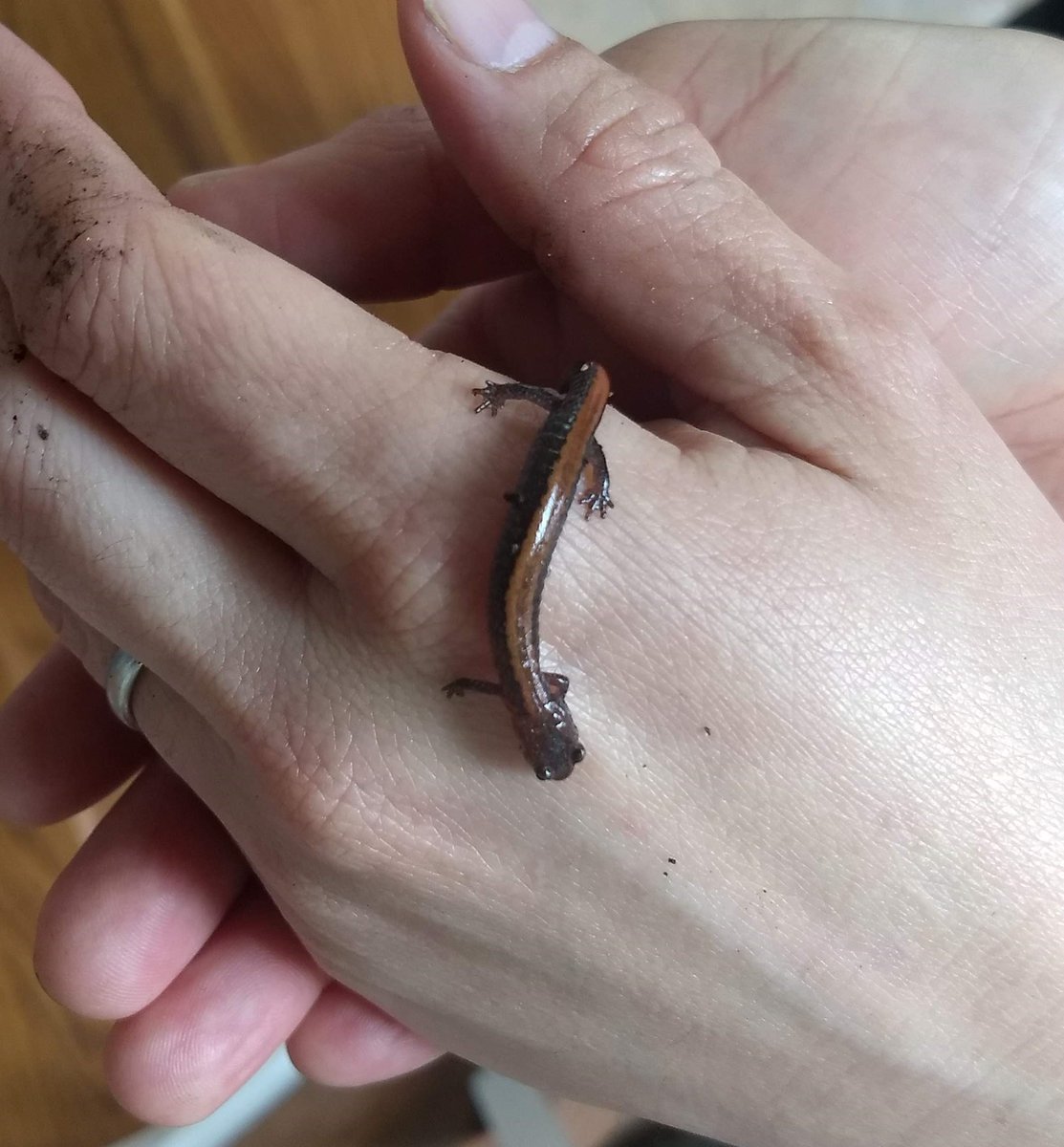 hawchuan's tweet photo. #WhatIAmLearningInQuarantine
There're lots of wildlife in the yard, like this cute red-backed salamander
#dcnature https://t.co/rHfySKCQvq