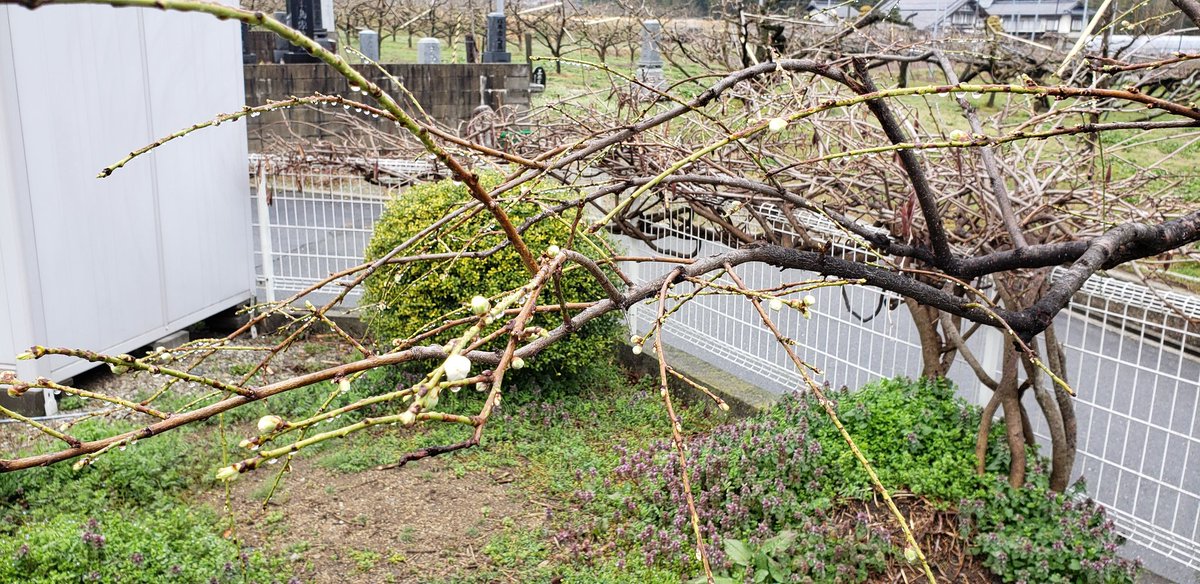 たけむ 枝垂れ花桃 ブルーベリー レッドロビン ガーデニング こちらも春が近づいています 花桃のつぼみがだいぶ膨らんで開花直前です ブルーベリーももう少しですね 庭木のレッドロビンが枯れそう 冬に葉が殆ど落ちて 芽は出てきていますが たけむ 枝垂れ花桃 ブルーベリー レッドロビン ガーデニング こちらも春が近づいています 花桃のつぼみがだいぶ膨らんで開花直前です ブルーベリーももう少しですね 庭木のレッドロビンが枯れそう 冬に葉が殆ど落ちて 芽は出てきていますが
