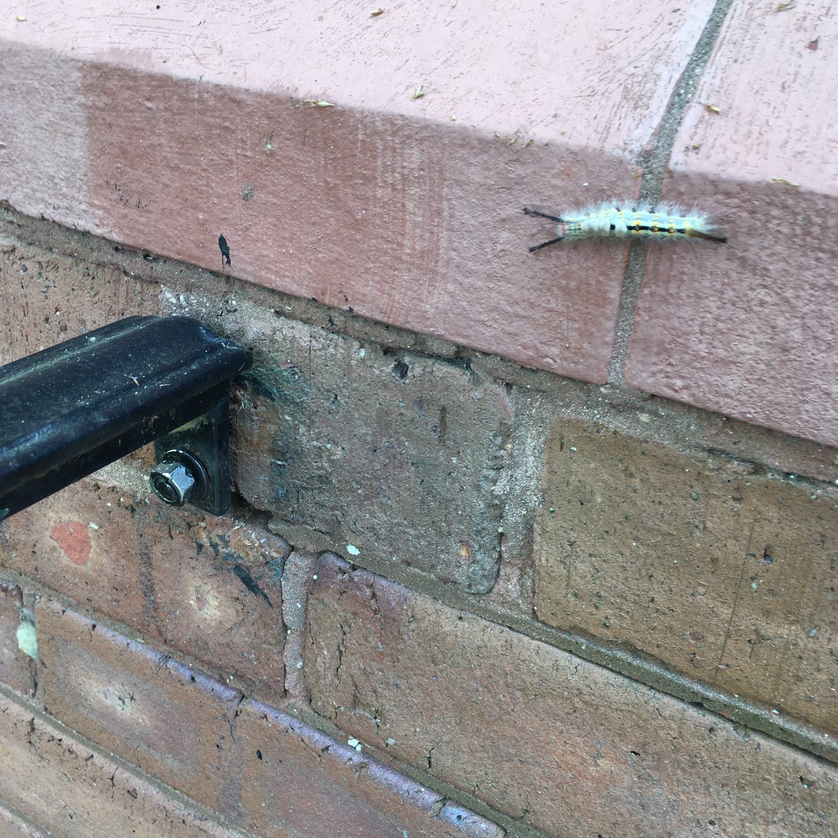 Nathan Wolek tweet media