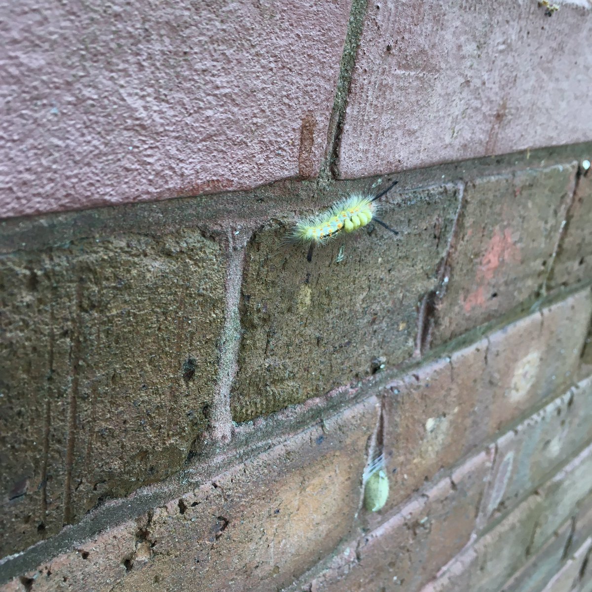 Nathan Wolek tweet media