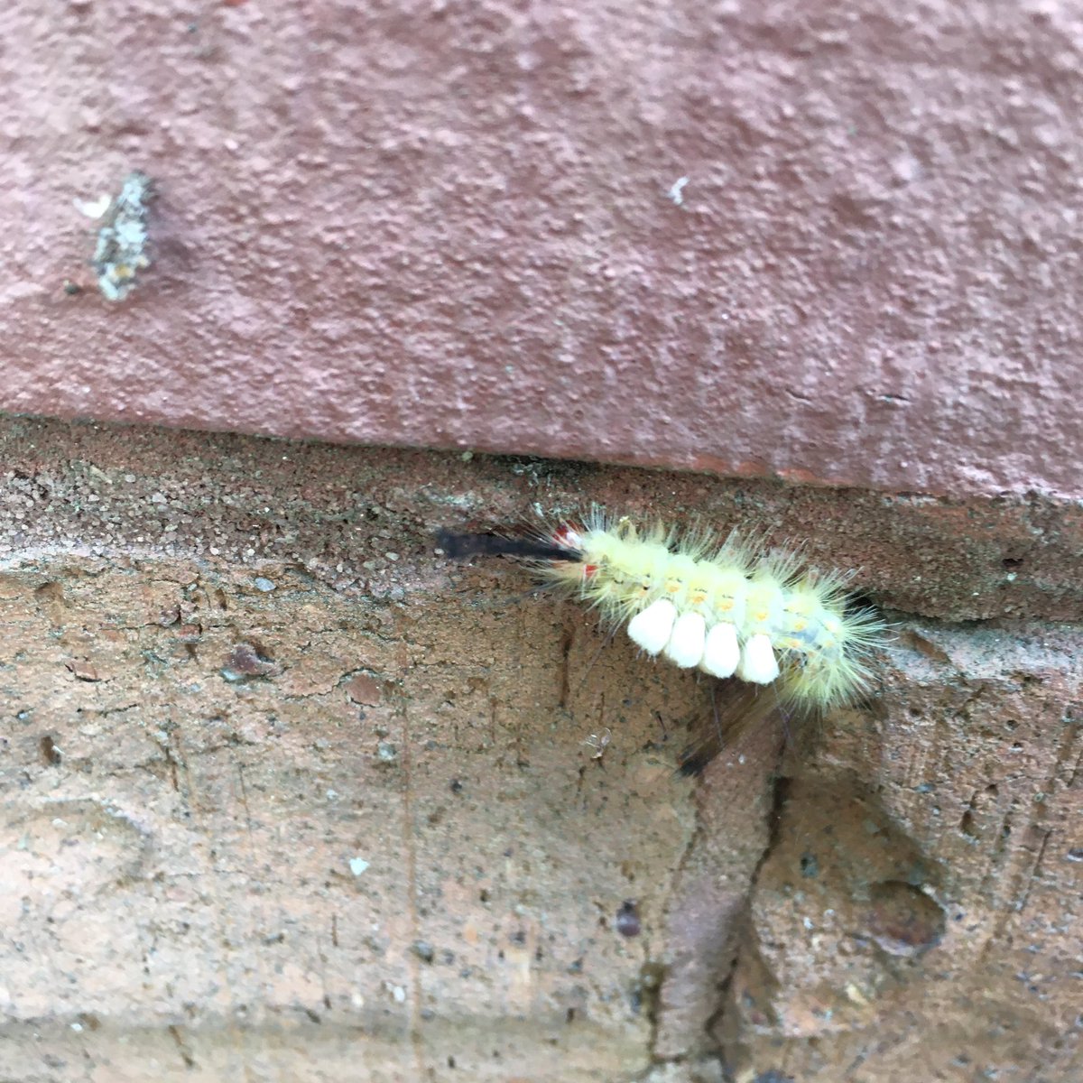 Nathan Wolek tweet media