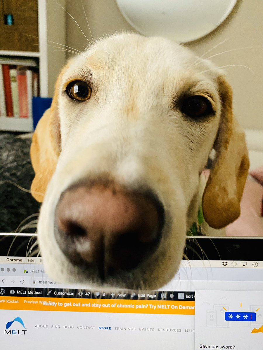 bebodywerx's tweet image. Someone doesn’t know the concept of personal space with work at home #meltmethod